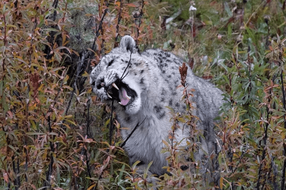 玉树一只雪豹1岁失去母亲，连旱獭都抓不到，捕食时被野狗咬伤 - 4