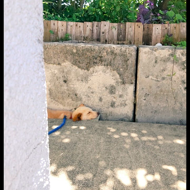 狗狗喜欢到小沟里睡觉，主人给它放了个小凳子，狗：这叫养生觉！ - 3