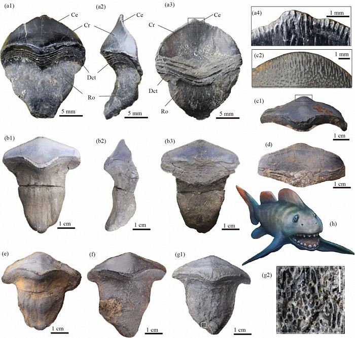 中国首次发现3-5米的史前巨鲨化石 迄今​已有2.9亿年 - 1
