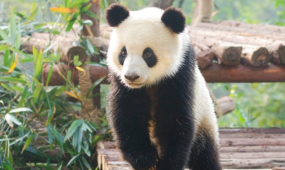 这只熊猫6次假怀孕，原因让痴狂的英国人崩溃：抱“孙子”无望了 - 1