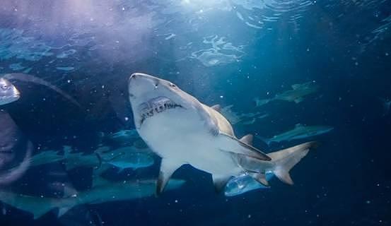 “巨齿鲨”还活着？夏威夷海域发现一条巨型鲨鱼，实在是太大了 - 3