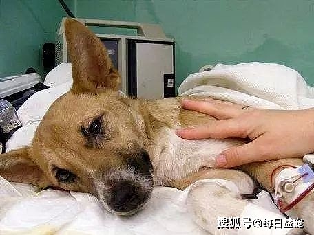 狗狗误食“不明”食物，出现中毒症状，被送进ICU！ - 4