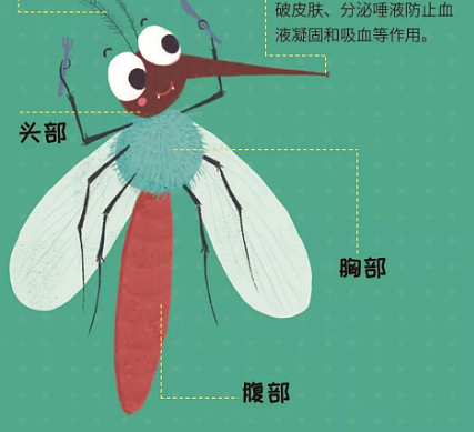 蚊子是怎么来的？演化的过程是什么样的？ - 1