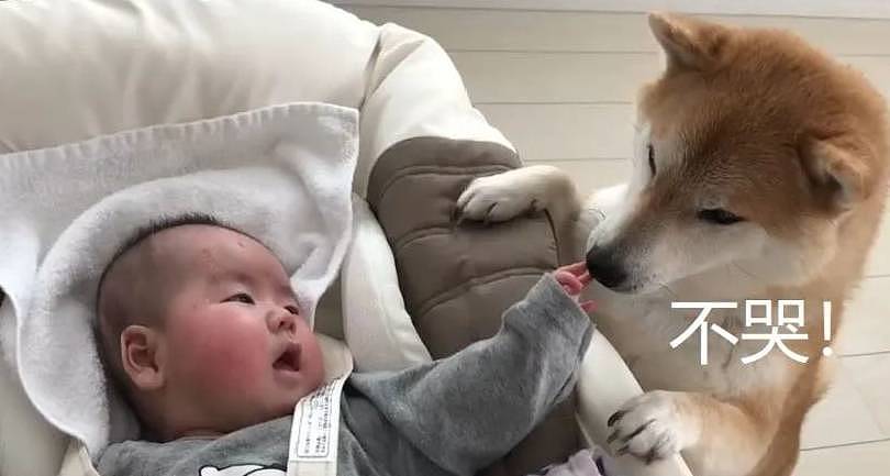 宠主告诉狗子，你有“弟弟”了，柴犬的态度就变了 - 2