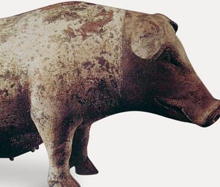 古代猪的品种探索，体型特征有哪些？ - 1