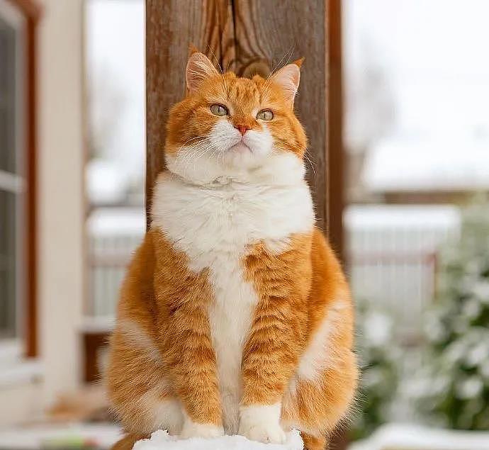 大橘被收养后逆袭成网红猫，被网友称为“梦中情猫”，吸粉无数 - 18