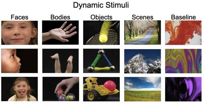 Dynamic-Stimuli-777x397.jpg