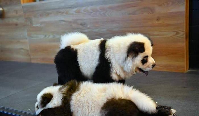 宠物店里竟有多只熊猫？细看才知是被染毛的松狮犬 - 3