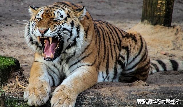 老虎的舌头，刮骨的钢刀，被它舔一下比在水泥地擦伤还严重 - 2