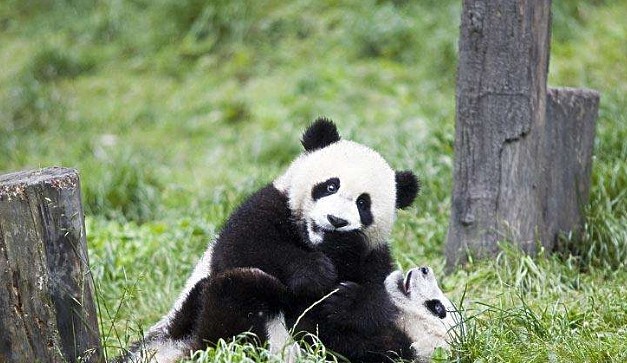 熊团子试图翻越围栏，却遇上“猪队友”，过程简直要把熊猫蠢哭！ - 2