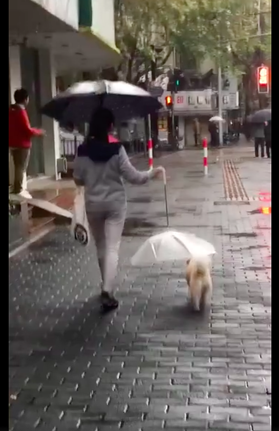 下雨了女子不仅自己撑伞，还为旁边的狗狗撑伞遮雨，这一幕好暖！ - 1
