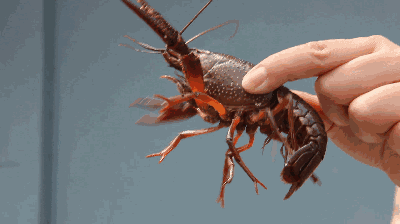 日本拟将小龙虾指定为外来入侵物种：在当地没天敌更没人食用 - 1