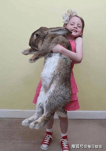 世界上最大的兔兔被偷了，主人悬赏重金想找回，贼人胆大包天！ - 2