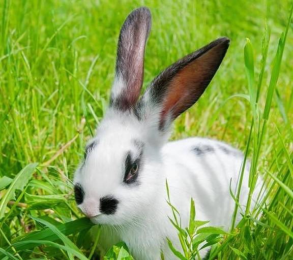 兔子磨牙主要靠吃草，磨牙石是种概念，某些成分和磨脚石并无不同 - 4