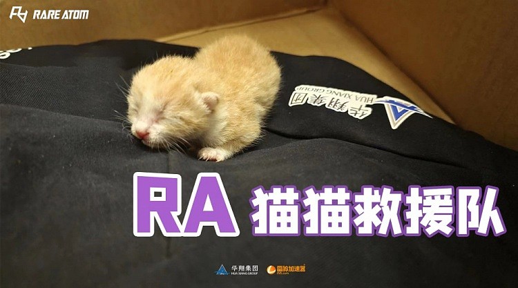 RA分享救援小猫日记：从引擎盖里惊险救出 打算之后养在基地 - 1