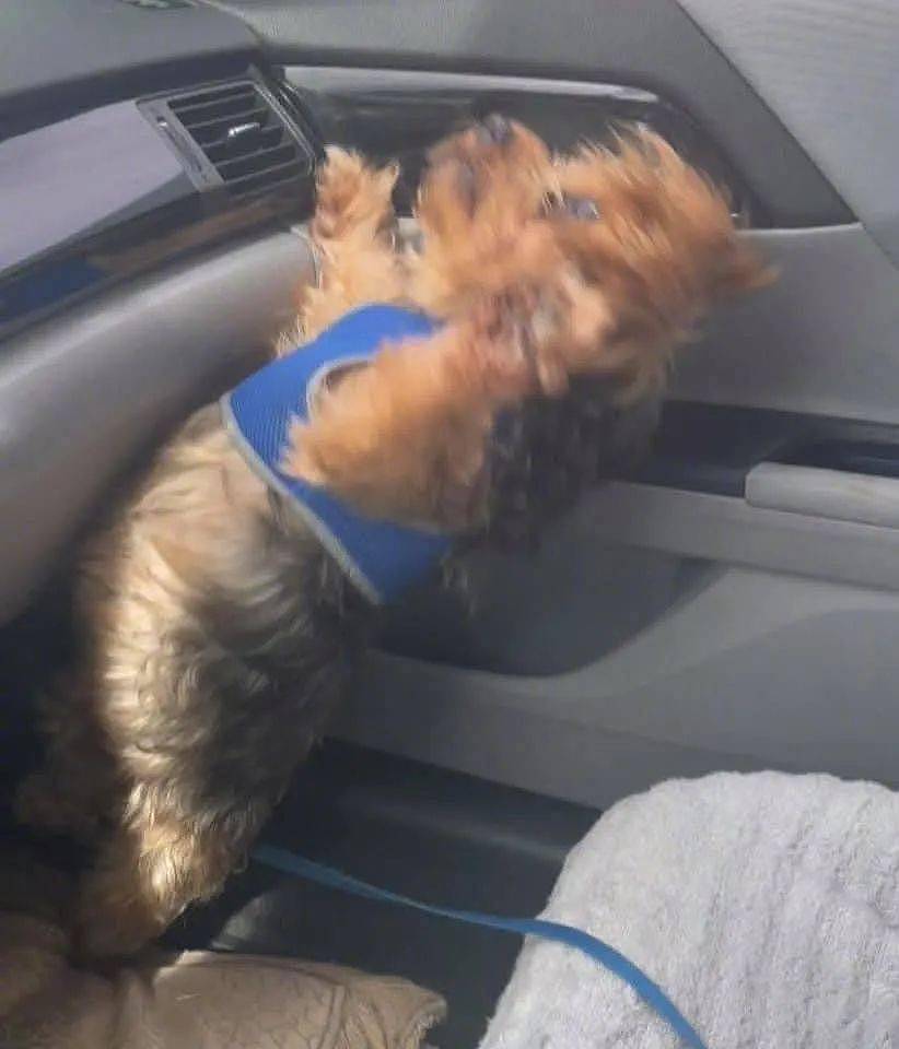 当铲屎官开车不太稳时，狗子惊了：原来狗真的不能坐副驾驶！ - 1