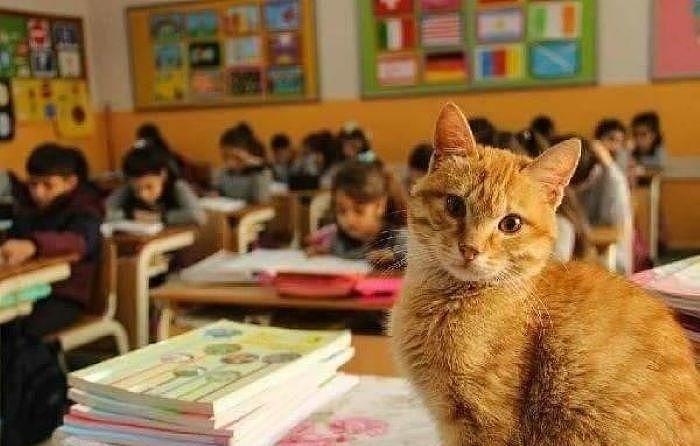 橘猫闯进考场，老师不但没驱赶它，还让它帮忙一起“监考” - 1