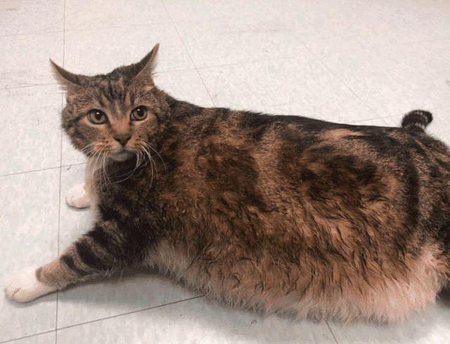 胖狸花猫重约30斤，被主人宠溺7年后遭弃，主人：我不喜欢肥猫！ - 2