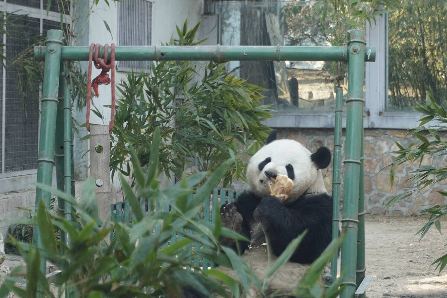 冰墩墩的原型！来北京动物园看真熊猫 - 5