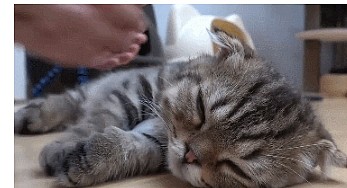 主人给小奶猫掏耳朵，都舒服的睡着了，网友：想起了小时候的自己 - 2