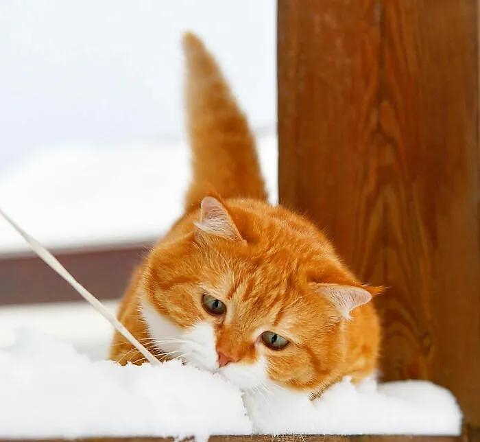 即使你阅猫无数，见到这只橘猫也会心动，真的太美了 - 7