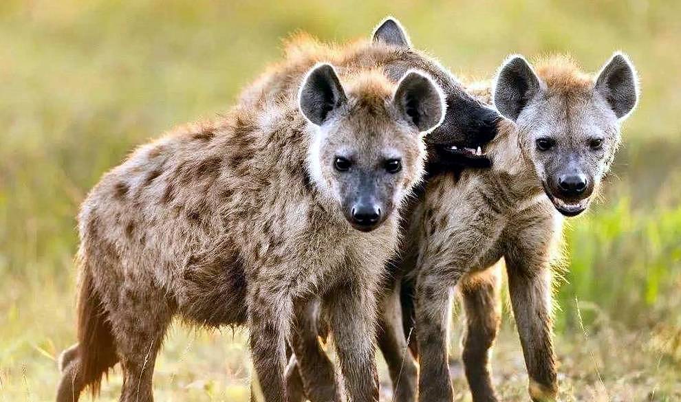 狮群来到鬣狗地盘，当着鬣狗妈妈的面，对洞中小鬣狗进行了捕食 - 1