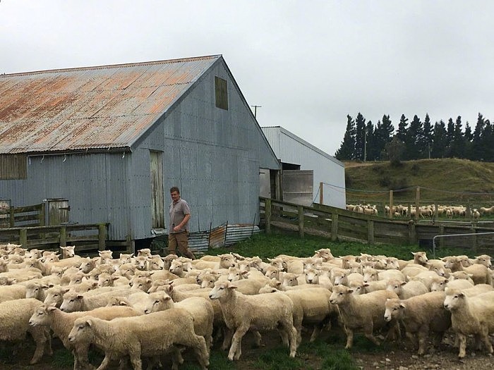 为减少温室气体排放 新西兰将对牛羊打嗝定价 - 2