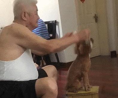 网友送给爷爷一只泰迪，嘴上说不要，过段时间看见他在给狗搓澡！ - 3
