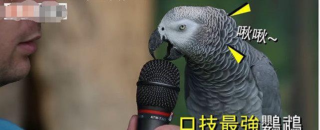 口技最强鹦鹉，让它学什么音效都难不倒它，这鹦鹉是不是成精了 - 2