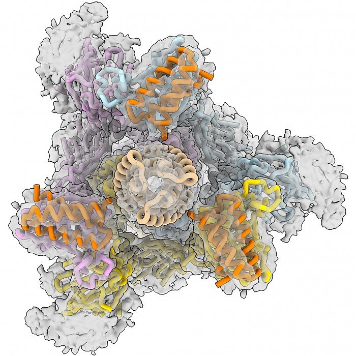 CryoEM-Novel-Coronavirus-Spike-Protein.jpg