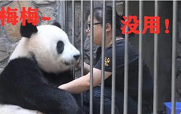 熊猫跟江左梅梅撒娇，画面让她直呼投降，网友：梅梅你也有今天！ - 1