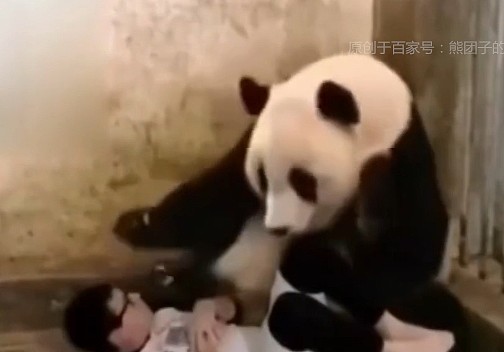 奶爸冒充熊猫宝宝躺在地上，熊猫妈妈发现后，吓得窝窝头都掉了 - 5