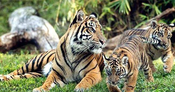 将一只橘猫放在小老虎中间，母虎会不会把它当自己的孩子抚养？ - 7