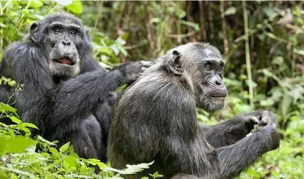 公猩猩给母猩猩按摩，没按几下就不老实了，看完憋住不要笑！ - 4