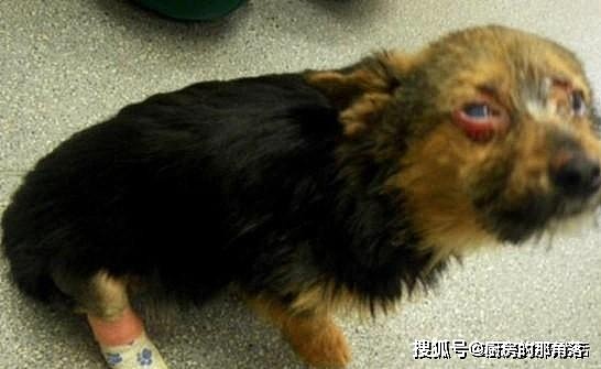 狗狗遭到惨无人道的虐待，眼睛被弄瞎浑身皮开肉绽，模样让人心疼 - 1