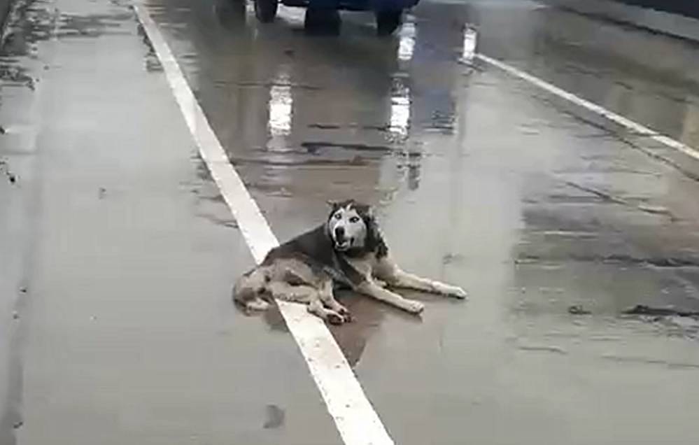 二哈在马路上被撞，躺在雨地里惆怅，狗：快救救本哈…… - 3