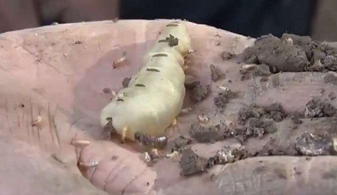 湖北发现超大蚁穴挖出超大蚁后：体长5厘米 巢穴形成超60年 - 2