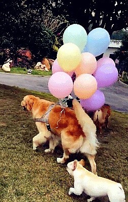 金毛给小法斗过生日，带了一堆气球，是要把小伙伴送上天吗？ - 5