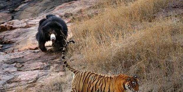 大老虎准备拿下两只黑熊崽，正好碰到熊妈妈，老虎反应让人想不到 - 4