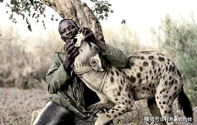 非洲草原上的肛肠科大夫，鬣狗实力强大但性情温顺，从来不伤人 - 14