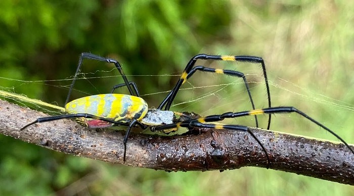 巨大的Joro蜘蛛正在美国东南部蔓延 - 1
