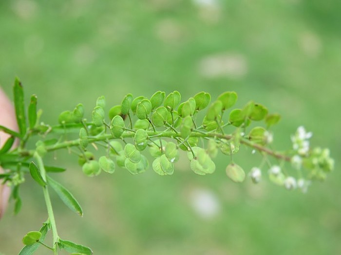 800px-Thlaspi_arvense_-_field_pennycress_at_Thimphu_during_LGFC_-_Bhutan_2019_(6).jpg