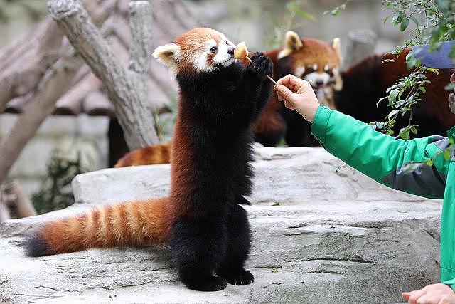 饲养员给小熊猫喂食，伸手摸了摸它的肚子，小熊猫的反应太搞笑了 - 2