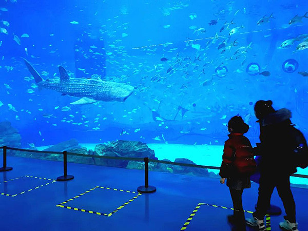 全球首条！国产仿生鲸鲨亮相上海海昌海洋公园 - 3