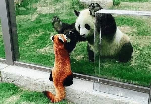 两只熊猫在玻璃外打架，可把另外一只熊猫给急坏了：看着脑壳疼！ - 4
