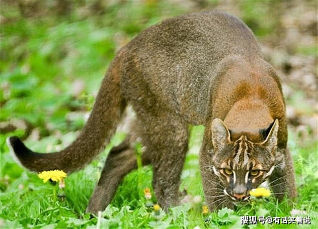 亚洲金猫捕杀野猪不成问题，有人相信带着猫毛，老虎都不敢靠近 - 15