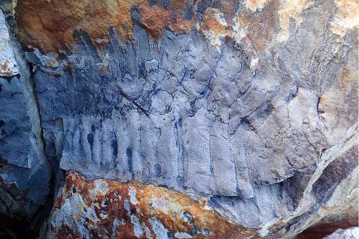 英格兰北部海滩发现有史以来最大的巨型千足虫化石 - 1