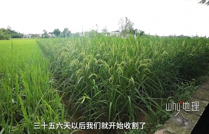 袁隆平梦想成真：2米高巨型稻在重庆试种成功 - 6