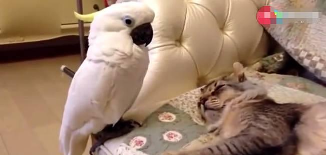 鹦鹉看见醒熟睡的猫咪，想要偷亲却被机警的喵星人阻止！ - 1