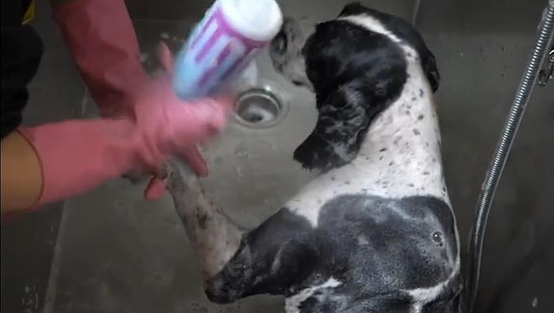 14岁狗狗去宠物店洗澡，得知狗狗的身份后，店员们对汪表示敬意 - 5
